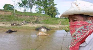 Man Looking at Dead Cattle in a River After Oil Spill in Veracruz Pic 1